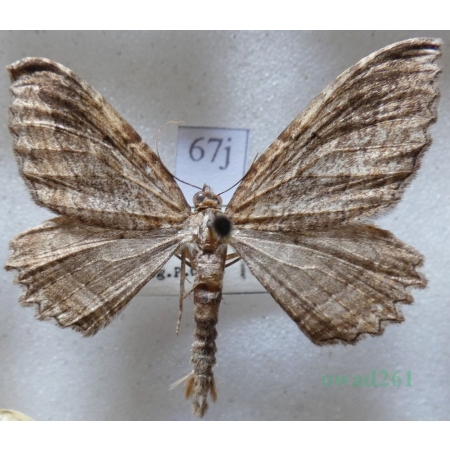 Philereme transversata (Hufnagel, 1767) male Paśnik poprzecznik Czech67j